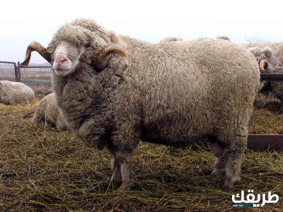 هل يجوز أن يضحي الابن عن أبيه المتوفى 1 هل يجوز أن يضحي الابن عن أبيه المتوفى